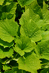 Sweet Caroline Bewitched Green With Envy Sweet Potato Vine (Ipomoea batatas 'NCORNSP-020BWGWE') at Lakeshore Garden Centres
