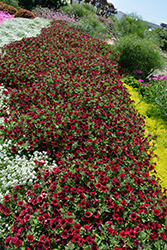 Supertunia Black Cherry Petunia (Petunia 'USTUN3003') at Lakeshore Garden Centres