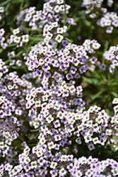 Blushing Princess Sweet Alyssum (Lobularia 'Blushing Princess') at Lakeshore Garden Centres