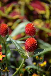 Forest Red Globe Amaranth (Gomphrena haageana 'Forest Red') at Lakeshore Garden Centres