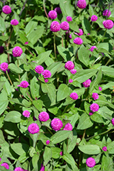 Lil' Forest Plum Bachelor Button (Gomphrena 'SAKGOM004') at Lakeshore Garden Centres
