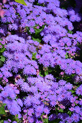 Artist Blue Flossflower (Ageratum 'Agsantis') at Lakeshore Garden Centres