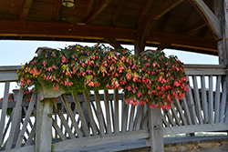 San Francisco Begonia (Begonia boliviensis 'San Francisco') at A Very Successful Garden Center