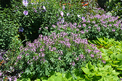 Pequena Rosalita Spider Flower (Cleome 'INCLENINRO') at Lakeshore Garden Centres