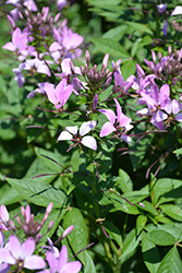 Pequena Rosalita Spider Flower (Cleome 'INCLENINRO') at Lakeshore Garden Centres
