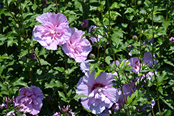 Lavender Chiffon Rose Of Sharon (Hibiscus syriacus 'Notwoodone') at Peter Knippel Garden Centre