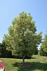 Silver King Sweet Gum (Liquidambar styraciflua 'Silver King') at Lakeshore Garden Centres