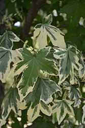 Silver King Sweet Gum (Liquidambar styraciflua 'Silver King') at Lakeshore Garden Centres