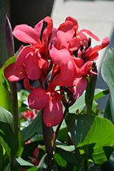 Toucan Rose Canna (Canna 'Toucan Rose') at Lakeshore Garden Centres