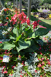 Toucan Rose Canna (Canna 'Toucan Rose') at Lakeshore Garden Centres