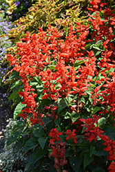 Ablazin' Tabasco Sage (Salvia splendens 'Ablazin' Tabasco') at Lakeshore Garden Centres