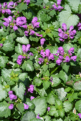 Purple Chablis Spotted Dead Nettle (Lamium maculatum 'Purple Chablis') at Lakeshore Garden Centres