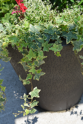 Yellow Ripple Ivy (Hedera helix 'Yellow Ripple') at Lakeshore Garden Centres