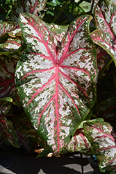 Artful Fire and Ice Caladium (Caladium 'UF-172') at Lakeshore Garden Centres