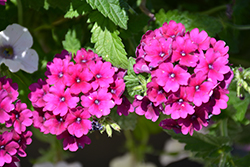 Superbena Burgundy Verbena (Verbena 'USBENAL5') at Lakeshore Garden Centres