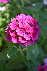 Superbena Burgundy Verbena (Verbena 'USBENAL5') at Lakeshore Garden Centres
