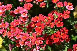 Sunsatia Cranberry Nemesia (Nemesia 'Sunsatia Cranberry') at Lakeshore Garden Centres