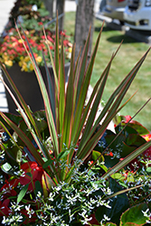Cordylena Ruby Madagascar Dragon Tree (Cordyline 'Cordylena Ruby') at Lakeshore Garden Centres