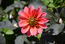 Dahlightful Sultry Scarlet Dahlia (Dahlia 'G13525') at Lakeshore Garden Centres