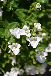 Flirtation Glacier White Diascia (Diascia 'DDIASC990') at Lakeshore Garden Centres