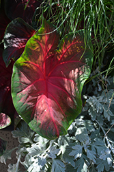 Artful Heartfire Caladium (Caladium 'UF-18-49') at Lakeshore Garden Centres