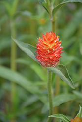 Budacious Outrageous Orange Gomphrena (Gomphrena 'Budacious Outrageous Orange') at Lakeshore Garden Centres