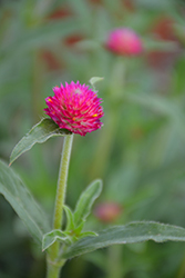 Budacious Prismatic Purple Gomphrena (Gomphrena 'Budacious Prismatic Purple') at Lakeshore Garden Centres