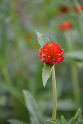 Budacious Radiant Red Gomphrena (Gomphrena 'Budacious Radiant Red') at Lakeshore Garden Centres