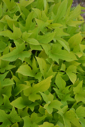 South of the Border Chihuahua Sweet Potato Vine (Ipomoea batatas 'South of the Border Chihuahua') at Lakeshore Garden Centres