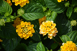 South Beach Compact Bullion Lantana (Lantana camara 'South Beach Compact Bullion') at Lakeshore Garden Centres