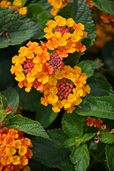 South Beach Compact Heat Lantana (Lantana camara 'South Beach Compact Heat') at Lakeshore Garden Centres