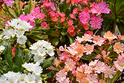 Jewels Bitteroot (Lewisia 'Jewels') at Lakeshore Garden Centres