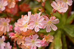 Jewels Picotee Bitteroot (Lewisia 'Jewels Picotee') at Lakeshore Garden Centres