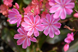 Jewels Pink Stripe Bitteroot (Lewisia 'Jewels Pink Stripe') at Lakeshore Garden Centres