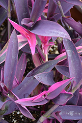 Pink Corazon Purple Heart (Setcreasea 'Pink Corazon') at Lakeshore Garden Centres