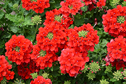 Espadrille Cranberrytini Verbena (Verbena 'Espadrille Cranberrytini') at Lakeshore Garden Centres