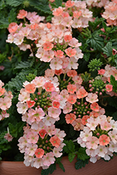 Espadrille Peach Schnapps Verbena (Verbena 'Espadrille Peach Schnapps') at Lakeshore Garden Centres