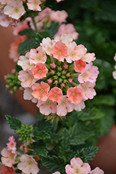 Espadrille Peach Schnapps Verbena (Verbena 'Espadrille Peach Schnapps') at Lakeshore Garden Centres