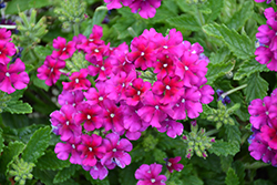 Espadrille Purple Haze Verbena (Verbena 'Espadrille Purple Haze') at Lakeshore Garden Centres
