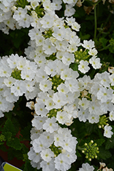 Espadrille White Russian Verbena (Verbena 'Espadrille White Russian') at Lakeshore Garden Centres