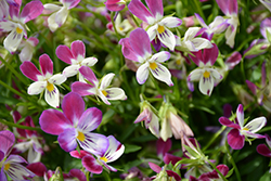 Hip Hop Cranbunny Pansy (Viola 'Hip Hop Cranbunny') at Lakeshore Garden Centres
