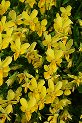 Hip Hop Gold Bunny Pansy (Viola 'Hip Hop Gold Bunny') at Lakeshore Garden Centres