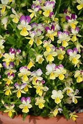 Hip Hop Honeybunny Pansy (Viola 'Hip Hop Honeybunny') at Lakeshore Garden Centres