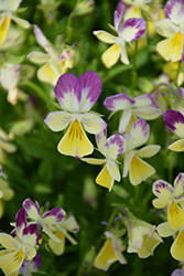 Hip Hop Honeybunny Pansy (Viola 'Hip Hop Honeybunny') at Lakeshore Garden Centres
