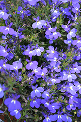 Hot Springs Sky Blue Lobelia (Lobelia 'Hot Springs Sky Blue') at Lakeshore Garden Centres