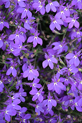 Hot Dark Lavender Lobelia (Lobelia 'Hot Dark Lavender') at Lakeshore Garden Centres