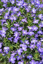 Hot Giant Blue Lobelia (Lobelia 'Hot Giant Blue') at Lakeshore Garden Centres