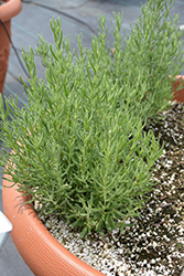 The Princess Spanish Lavender (Lavandula stoechas 'IBPR901-2') at Lakeshore Garden Centres