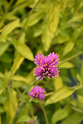 Cosmic Flare Globe Amaranth (Gomphrena globosa 'Cosmic Flare') at Lakeshore Garden Centres