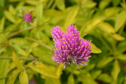 Cosmic Flare Globe Amaranth (Gomphrena globosa 'Cosmic Flare') at Lakeshore Garden Centres